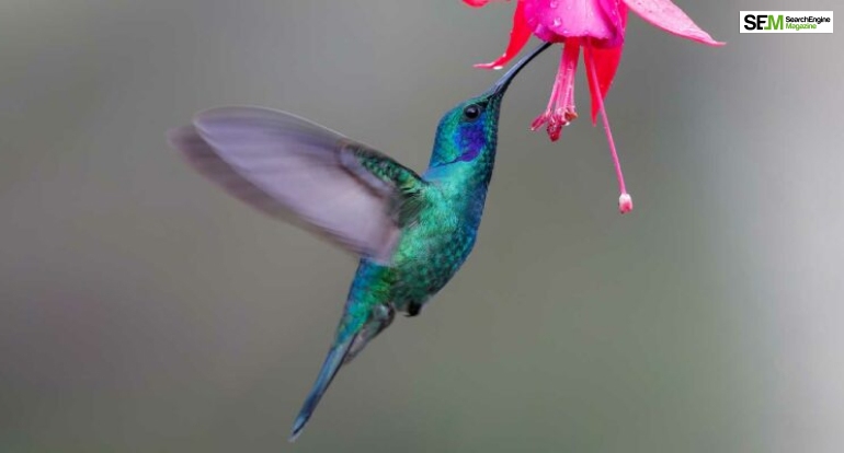 Google Hummingbird Update