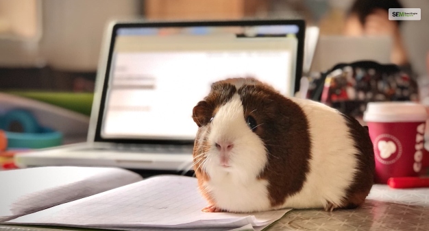 pet blogging