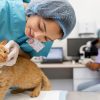 How To Become A Vet Tech