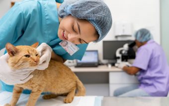 How To Become A Vet Tech