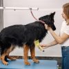 SEO for Dog Grooming Businesses