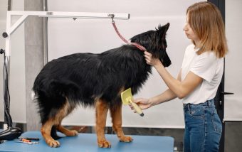 SEO for Dog Grooming Businesses