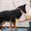 marketing strategy for dogs grooming businesses
