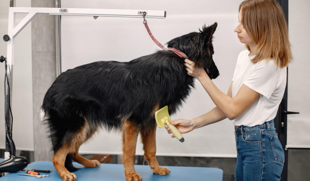 marketing strategy for dogs grooming businesses